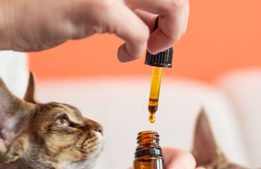 CBD pour animaux : Quels bienfaits pour les chiens et les chats ?