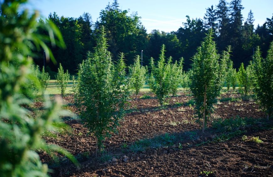 CBD Bio : Où acheter des produits CBD bio ?