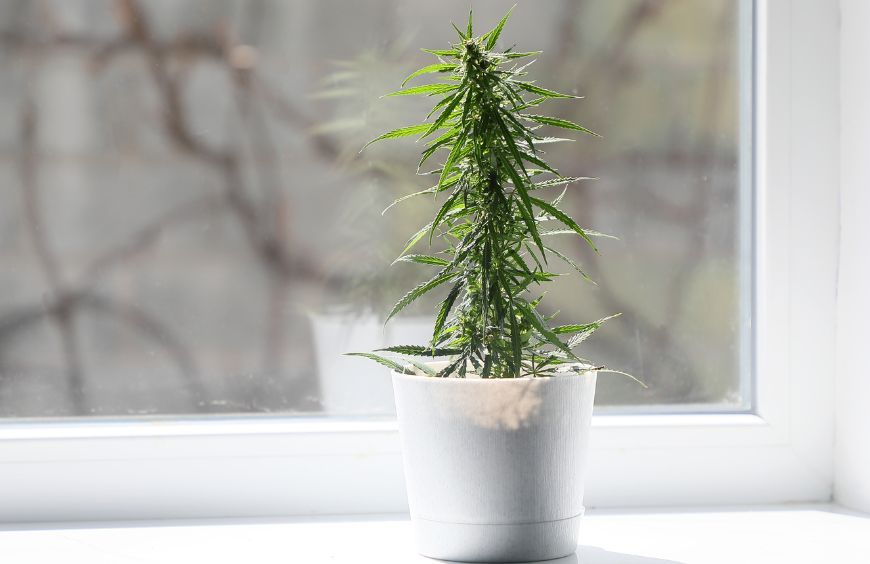 Est-il possible de cultiver du chanvre en France ?