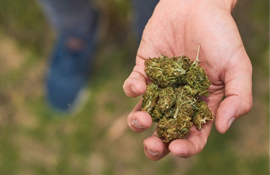 Quels sont les potentiels bienfaits des fleurs de CBD ?