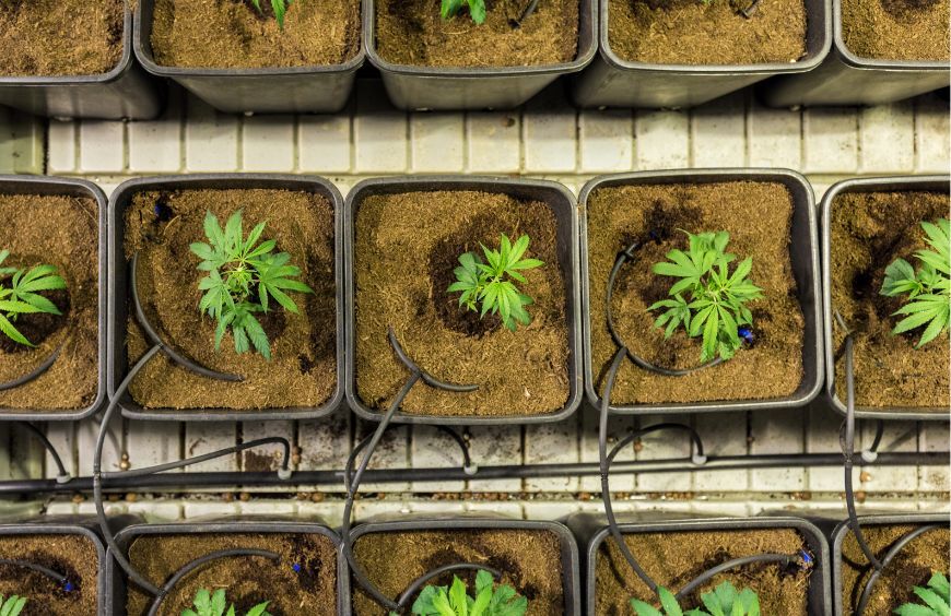 Quel est le rôle du CBD ? 