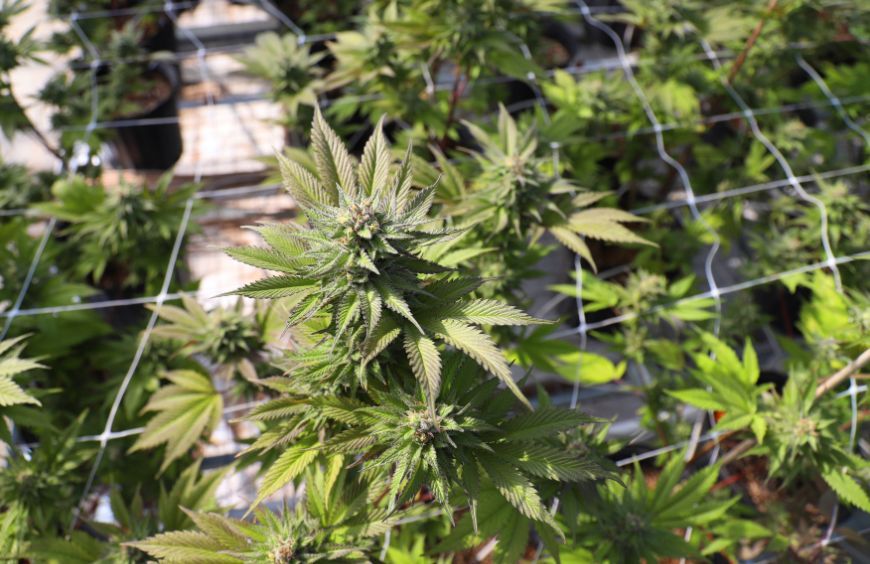 Cannabis sans THC : Est-ce fait pour vous ? 