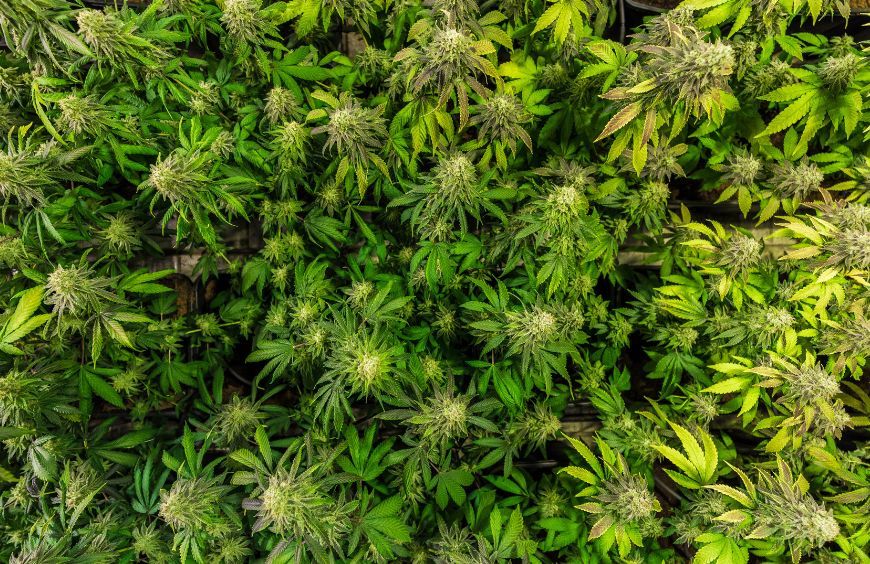 Fleurs de CBD fortes