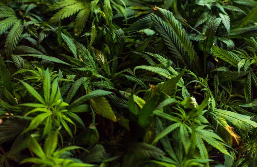 THCP effet : une molécule 30 fois plus puissante que le THC