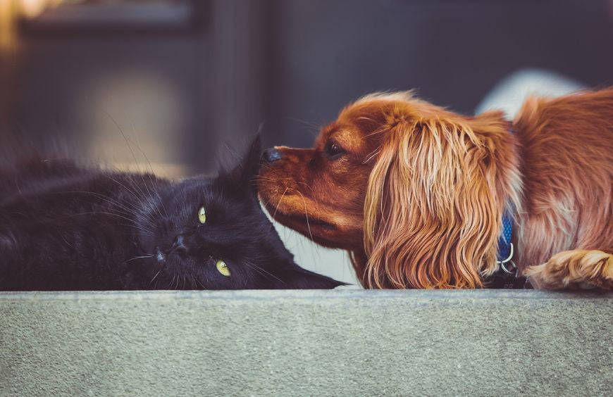 Comprendre l'action du CBD sur le bien-être animal