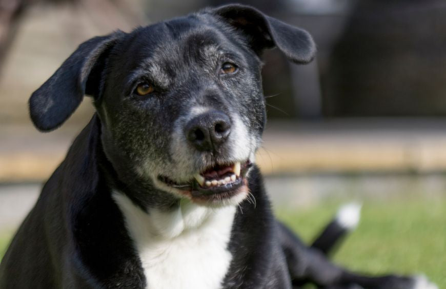 Tout savoir sur le chanvre pour le chien