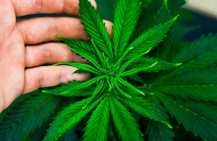 Comment choisir les meilleures fleurs de CBD ?