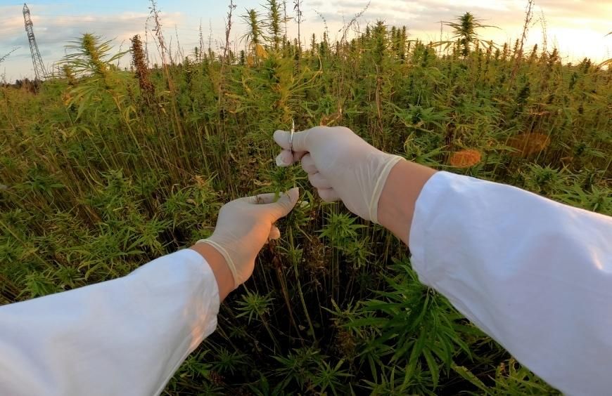 Tout savoir sur la vente de CBD bio en gros