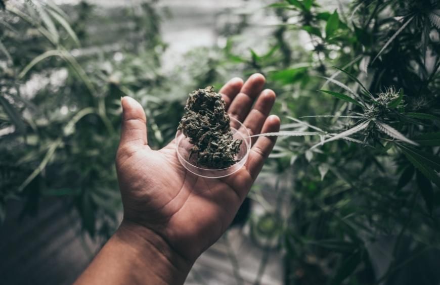 Quelles sont les différentes variétés de fleurs de CBD ?