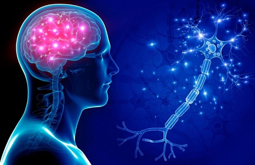 Les effets du CBD sur le cerveau