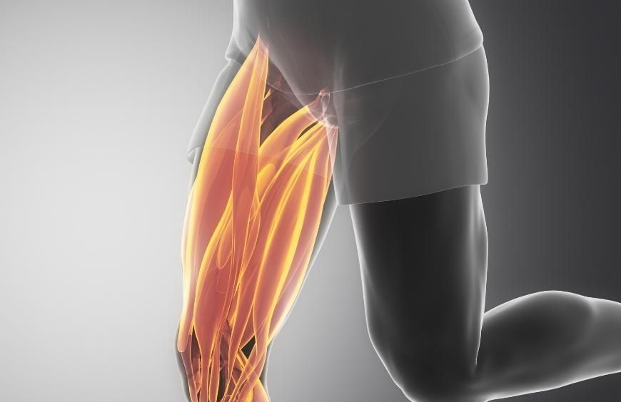 Comment le CBD agit sur les muscles ?