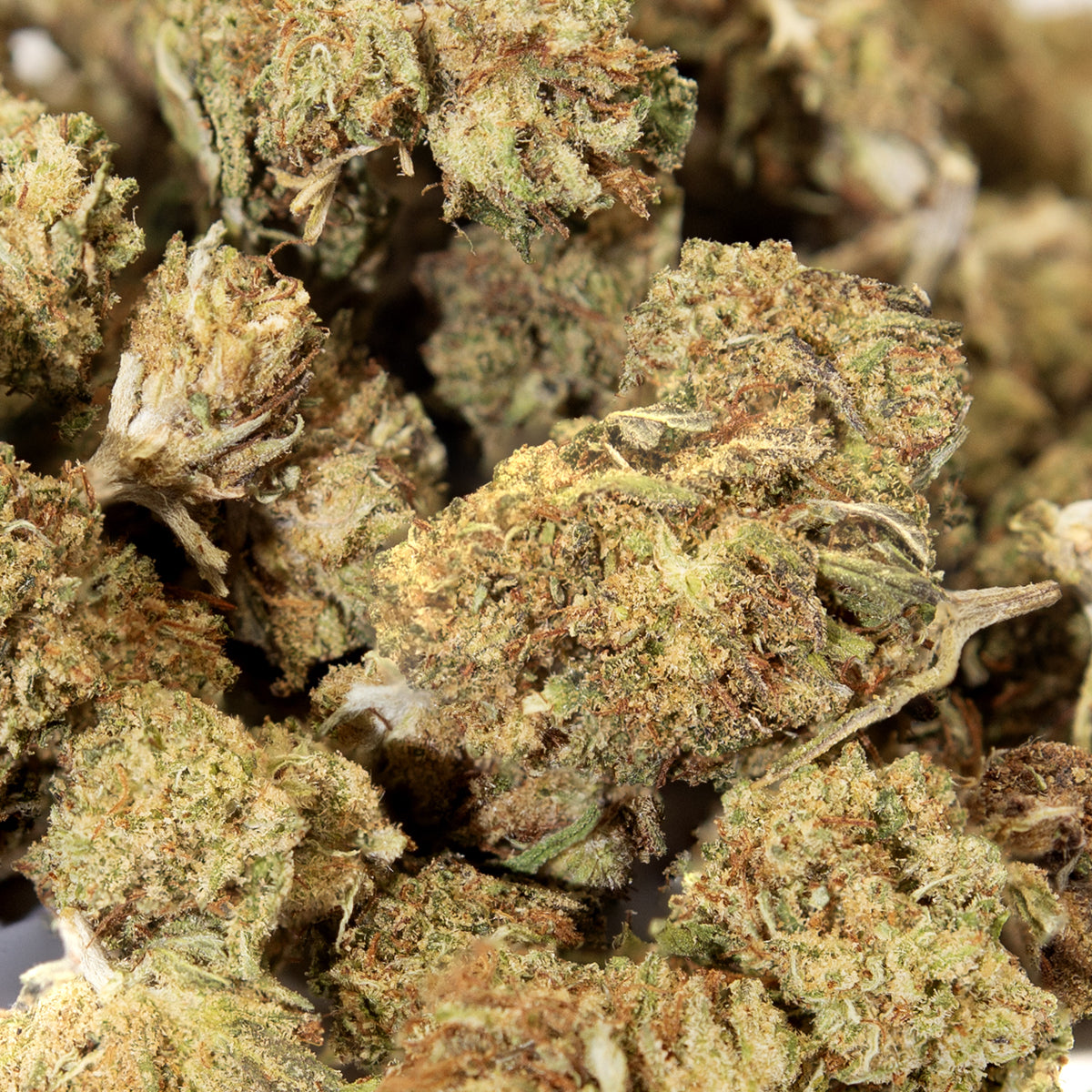 Small Bud Amnésia Glasshouse