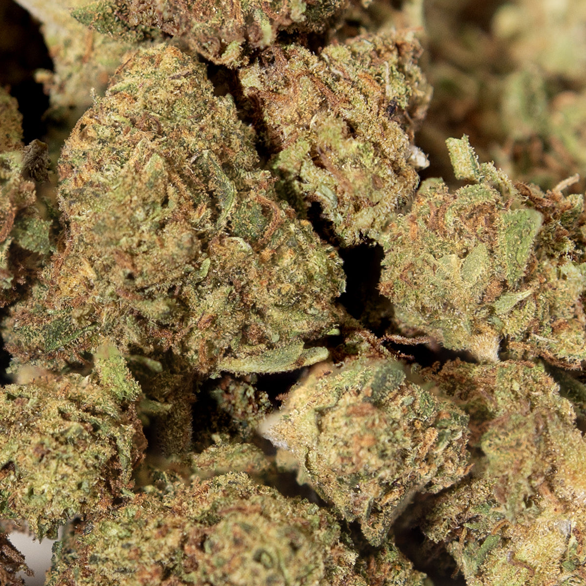 Small Bud Alien Kush Indoor