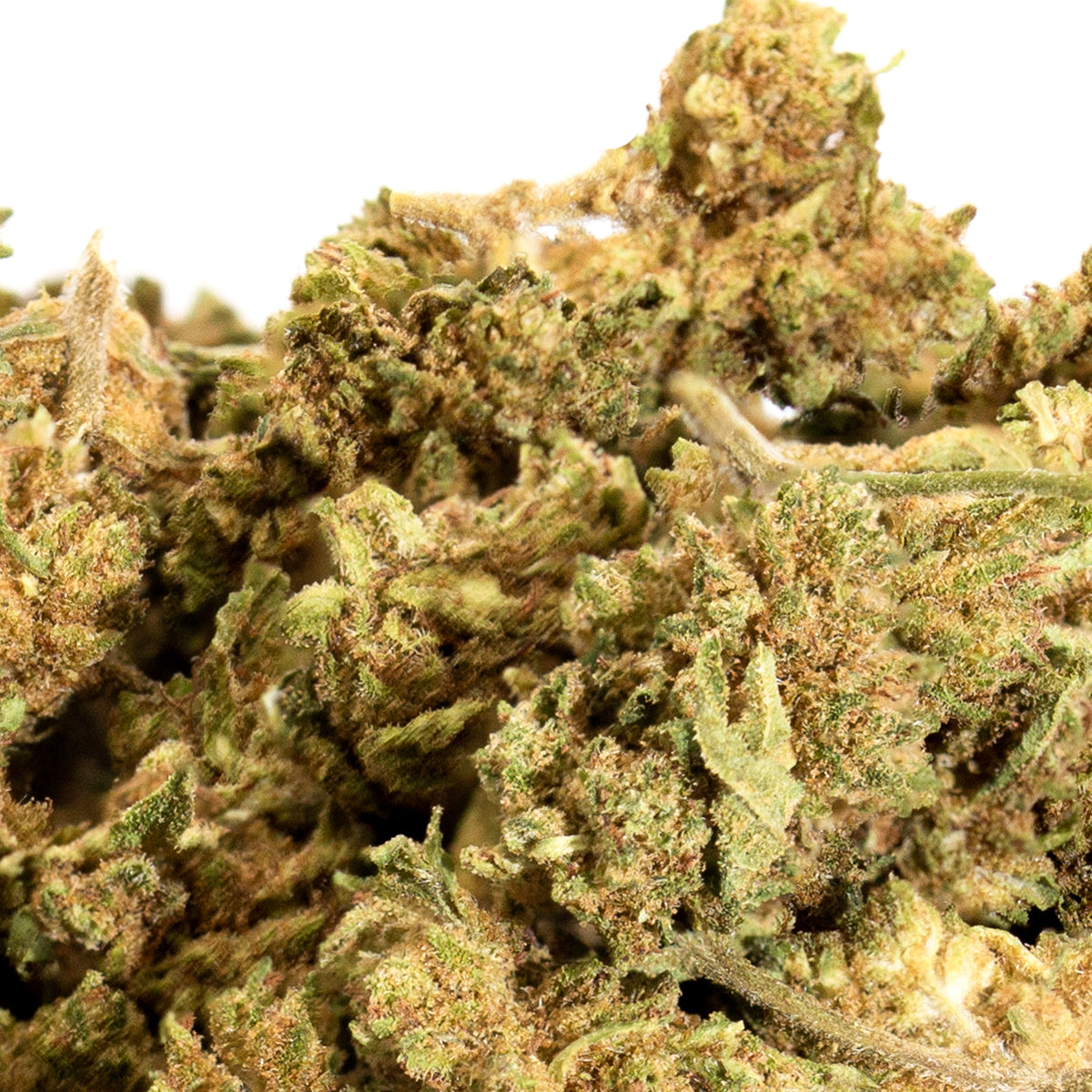 Small Bud Amnésia Greenhouse